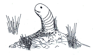 Regenwurm Fridolin